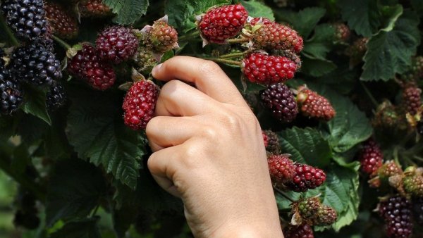 Berries, frutillas y frambuesas, ¿sabias qué?, 2023.
