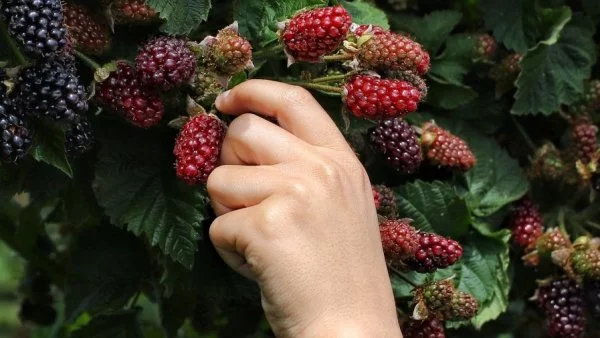 Berries, frutillas y frambuesas, ¿sabias qué?, 2023.