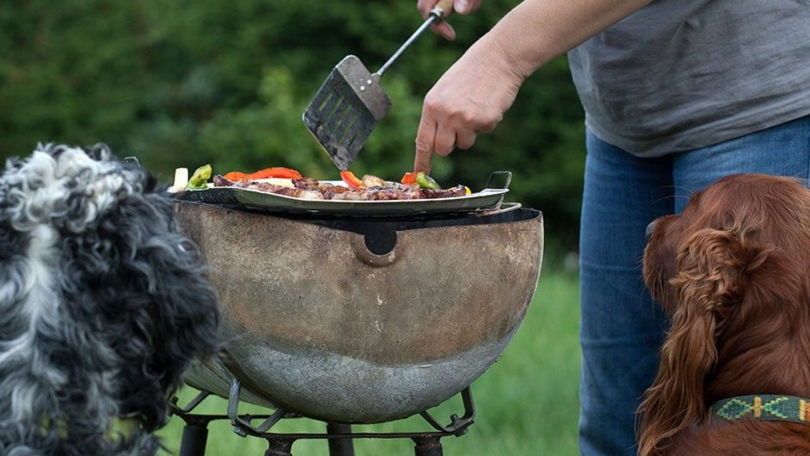 Fiestas Patrias. Mascotas. Perro frente a un asado.