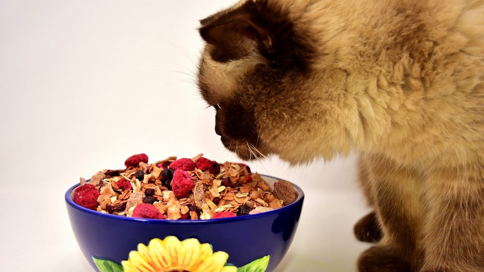 Mascotas. Gato comiendo.