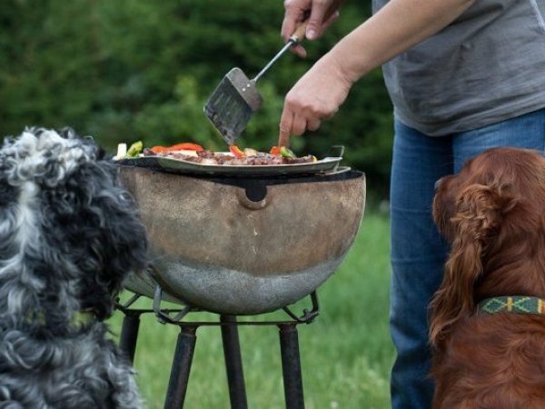 Fiestas Patrias. Mascotas. Perro frente a un asado.