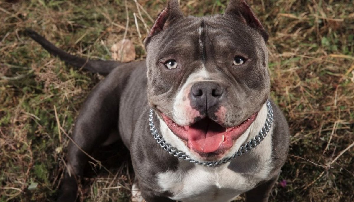 Gobierno británico prohibirá la raza de perro American Bully XL "Es