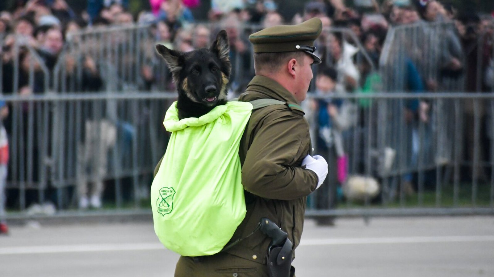 Cachorro Parada Militar 2023