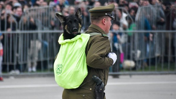 Cachorro Parada Militar 2023