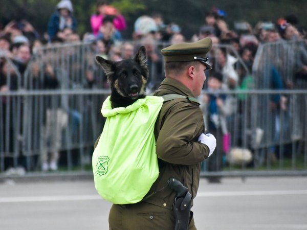 Cachorro Parada Militar 2023