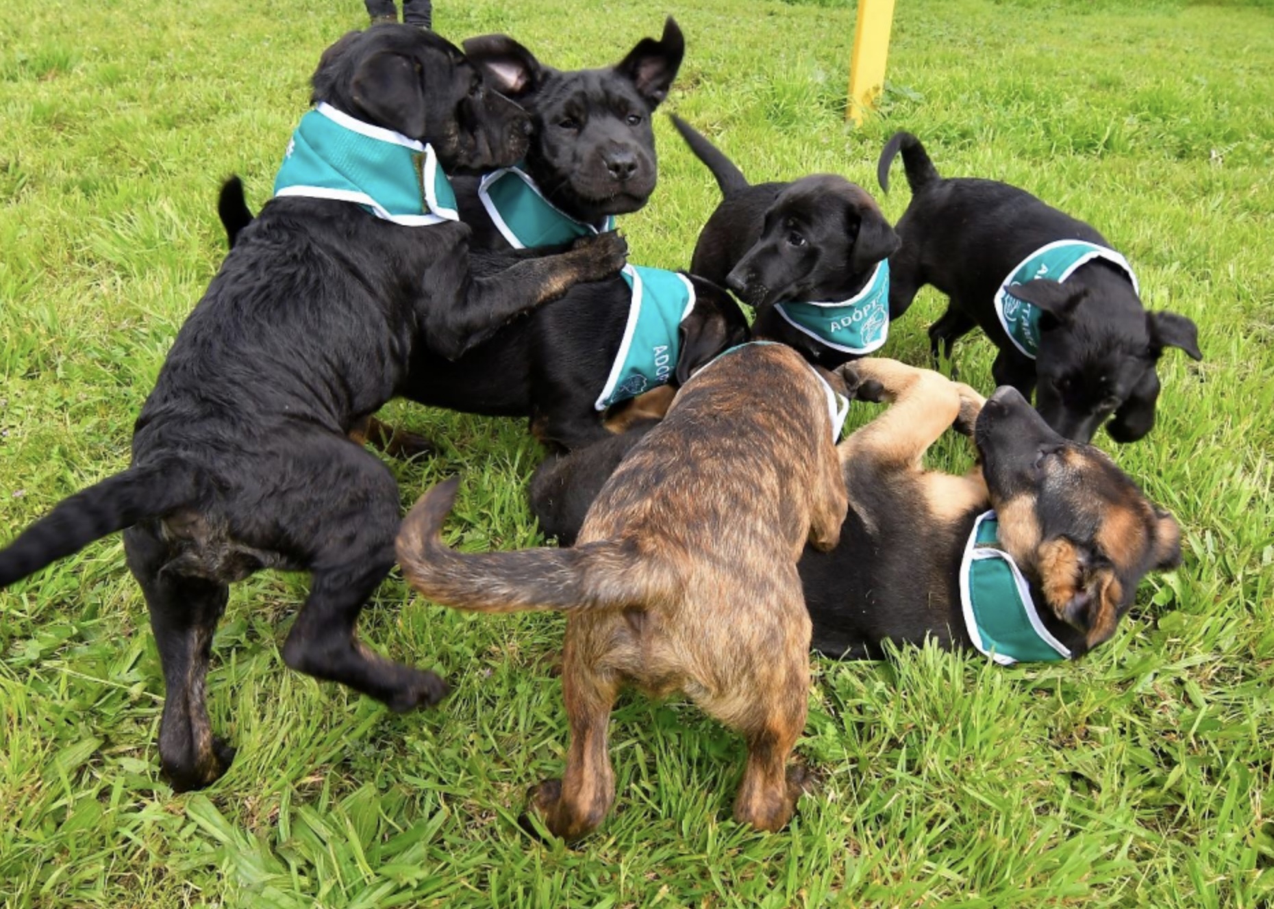 Cachorros Parada Militar