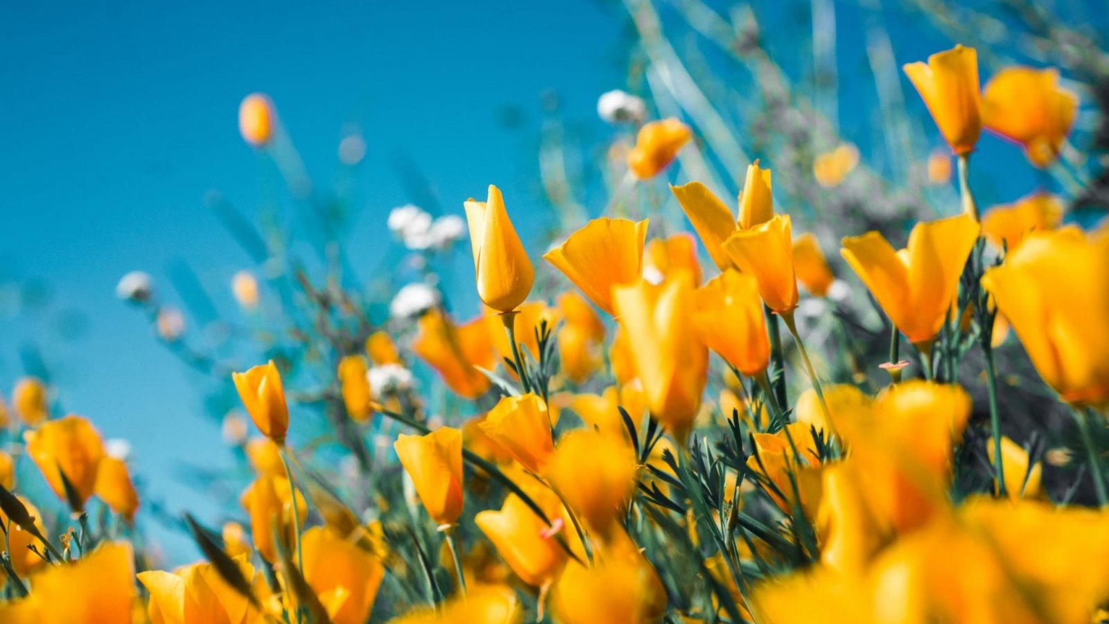 Flores amarillas de primavera. Equinoccio de primavera.
