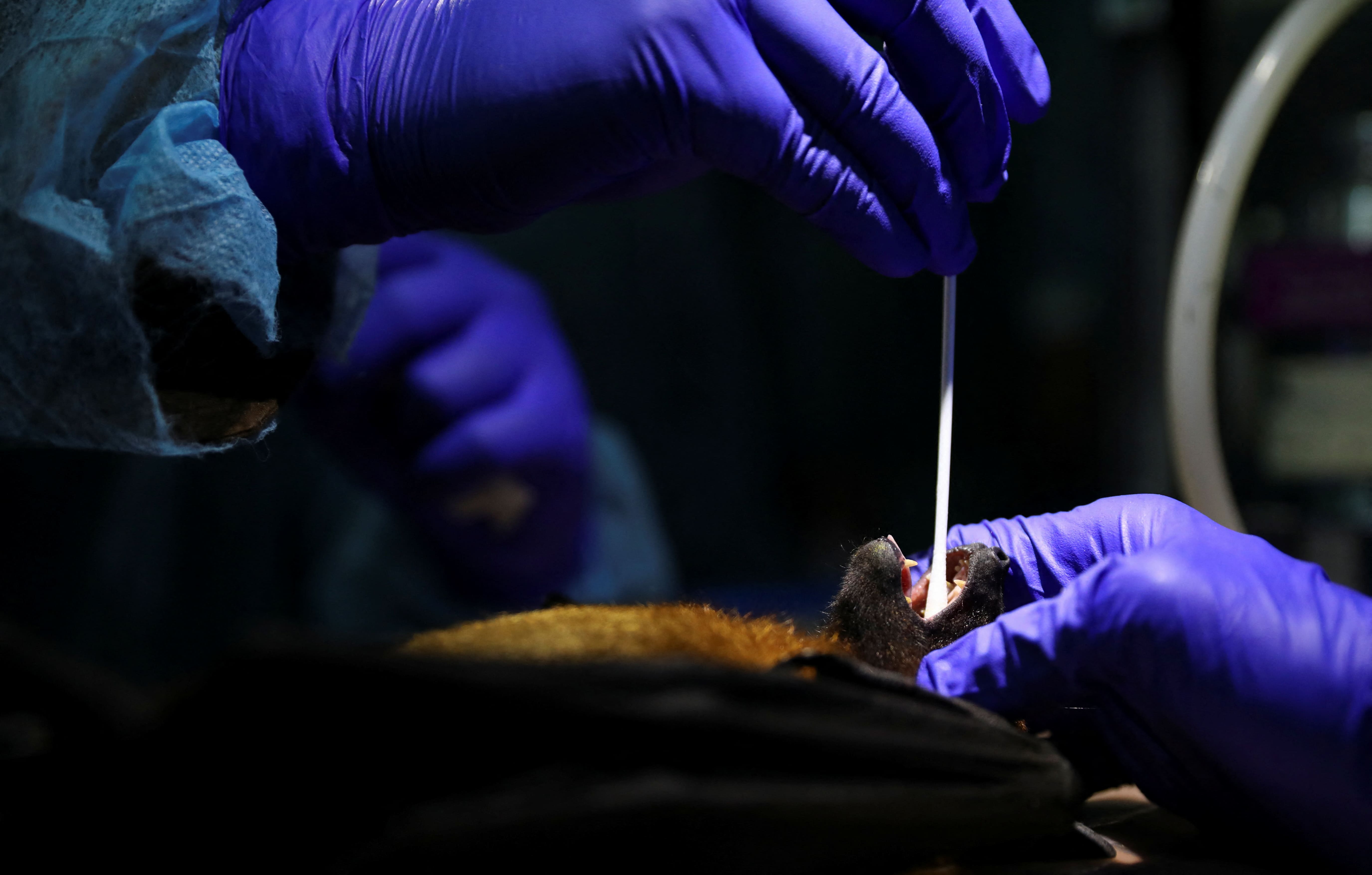Muricélago virus de Nipah