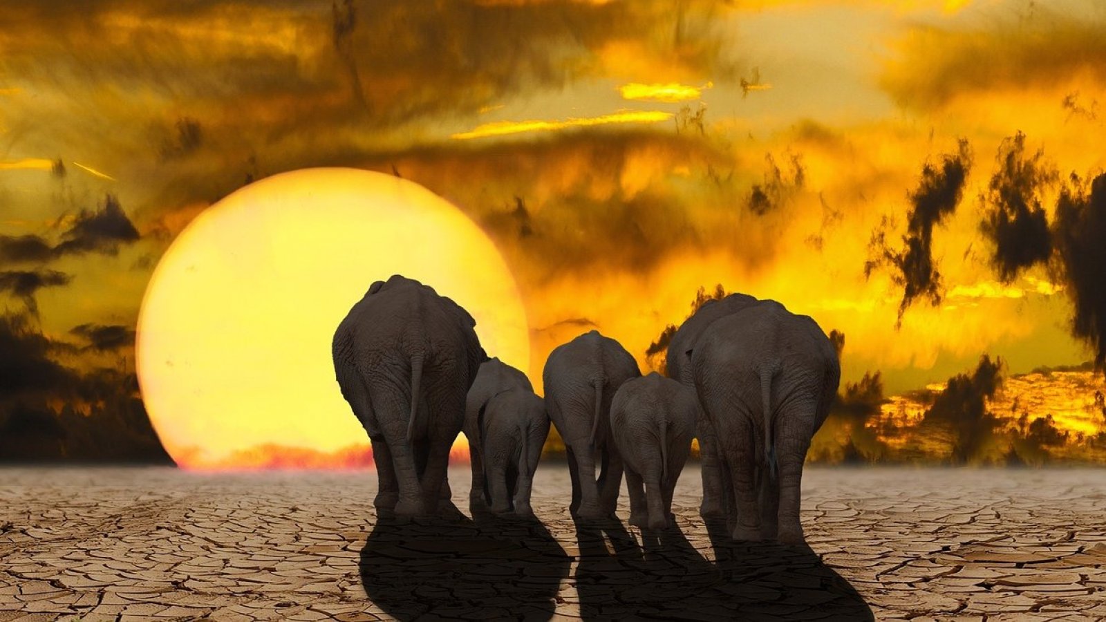 Cambio Climático. Elefantes. Calentamiento Global.
