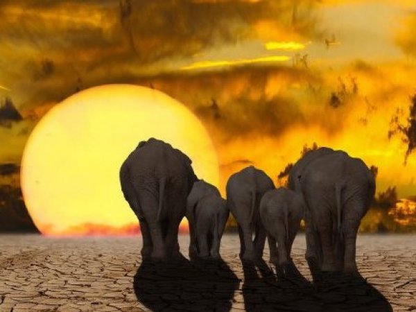 Cambio Climático. Elefantes. Calentamiento Global.