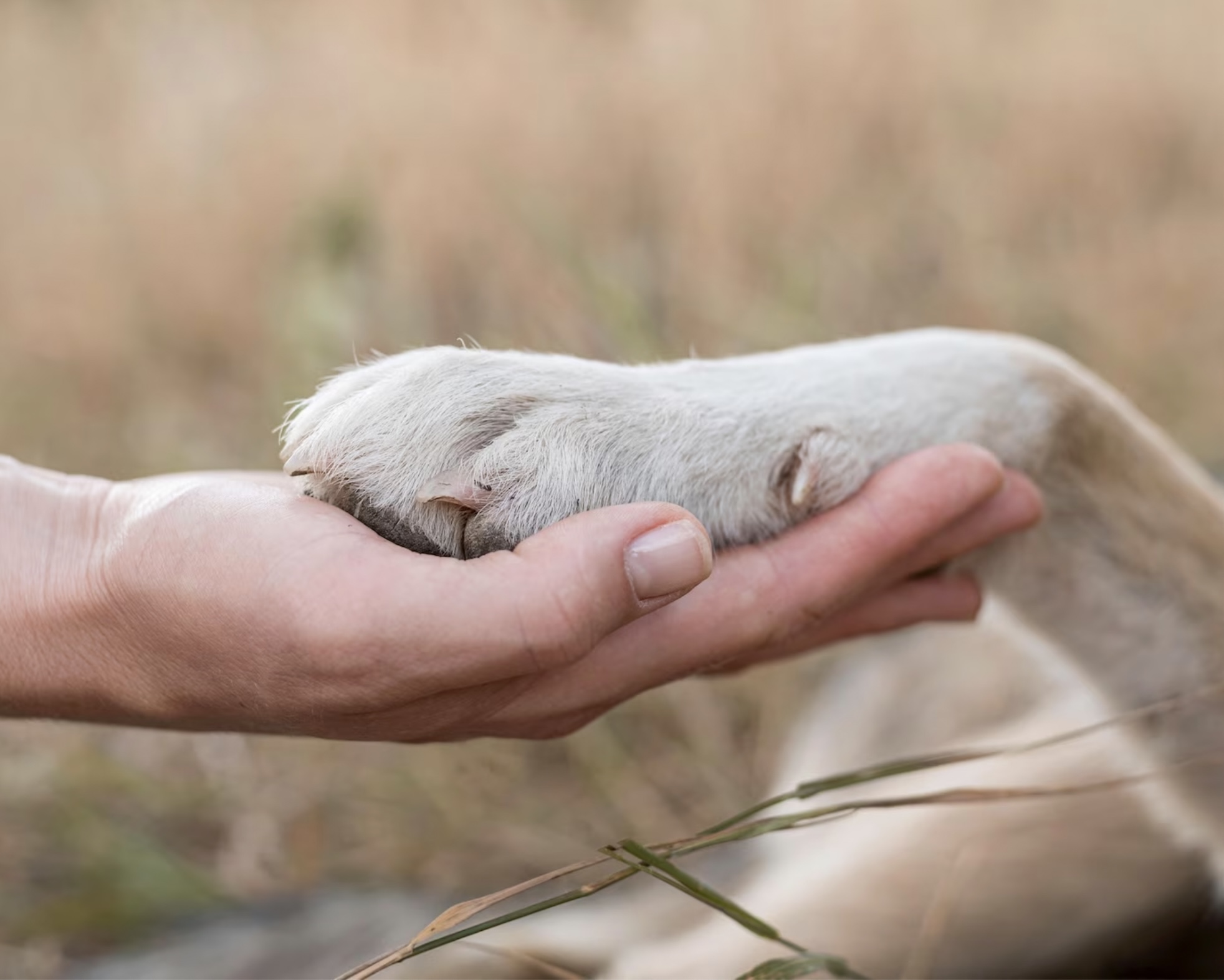 Pata de perro