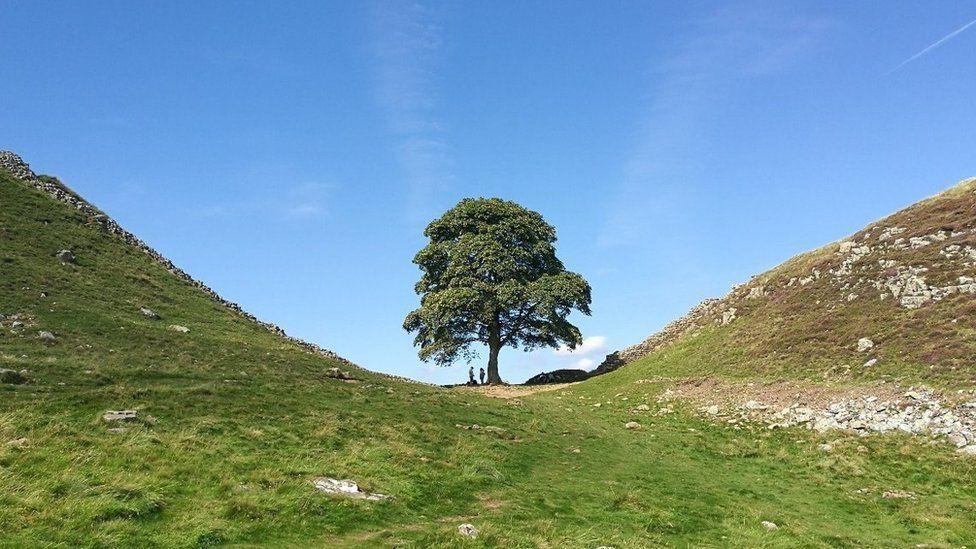 El "árbol de Robin Hood" cuando estaba en pie.