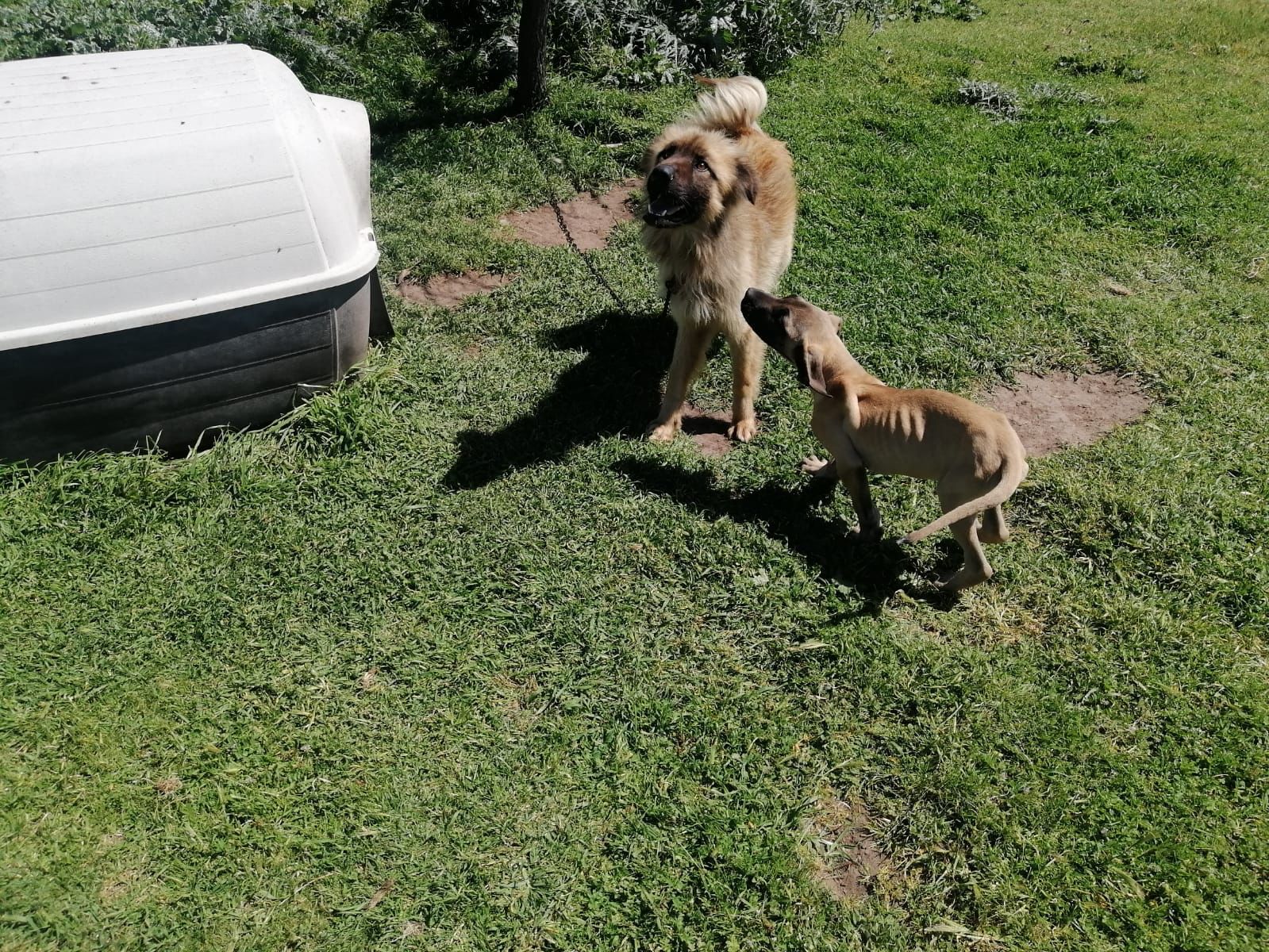 Maltrato animal a perros en Melipilla