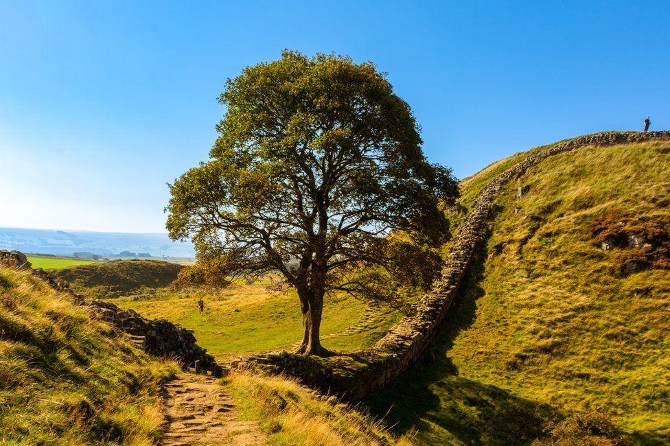 Una imagen del árbol antes de que lo talaran.