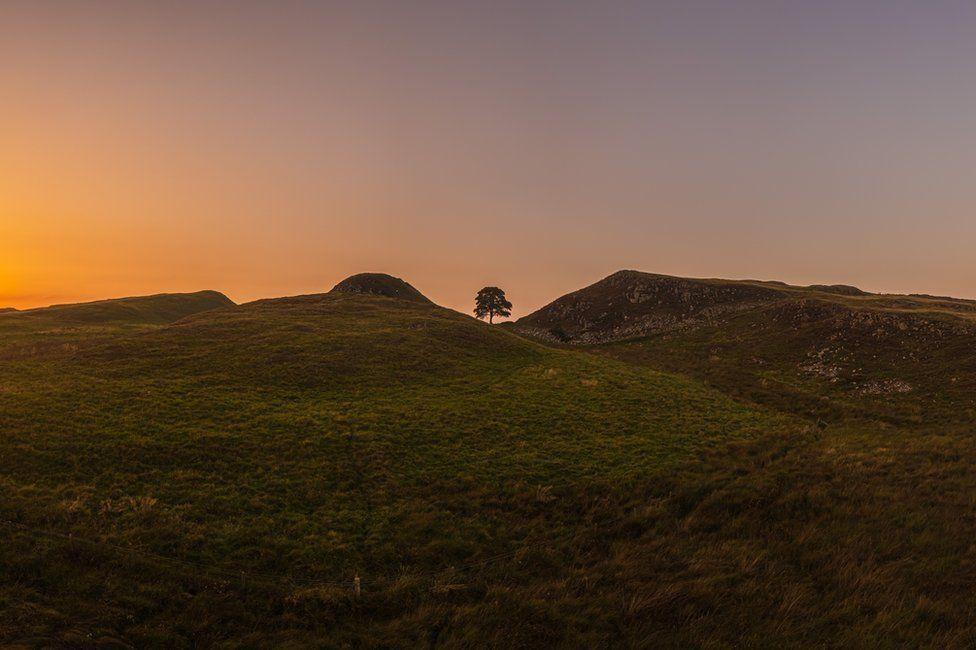 Imagen del árbol al atardecer.