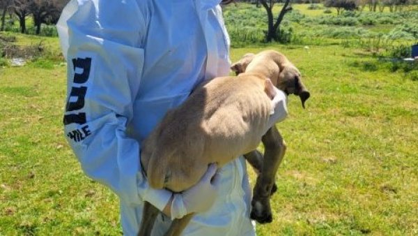 Perro incautado tras sufrir maltrato animal en Melipilla