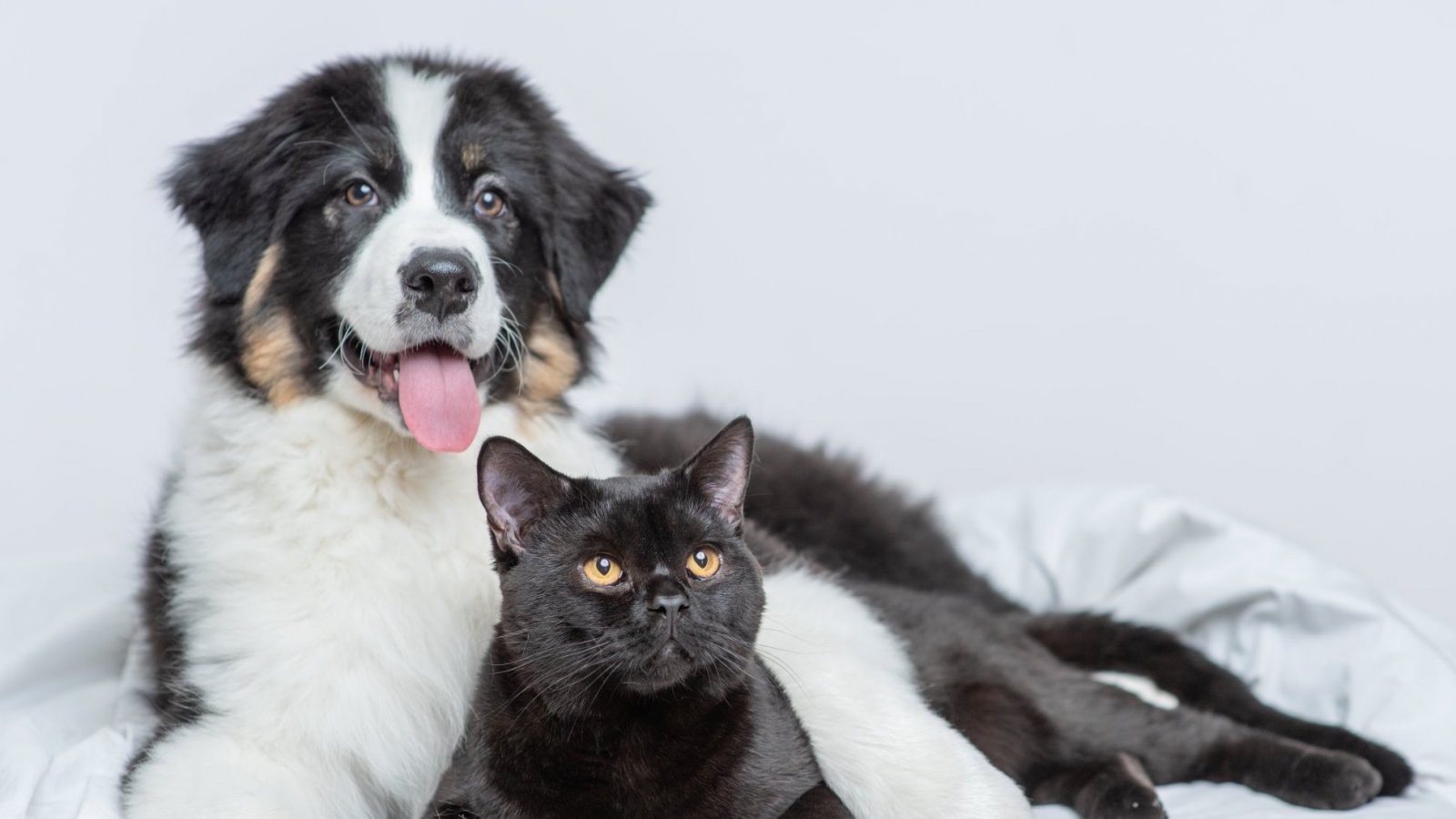 Perros y gatos, los principales transmisores de Brucella canis a humanos