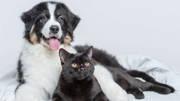 Perros y gatos, los principales transmisores de Brucella canis a humanos