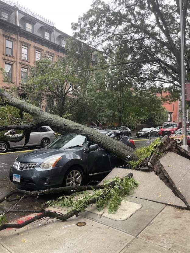 Un carro afectado por un árbol caído