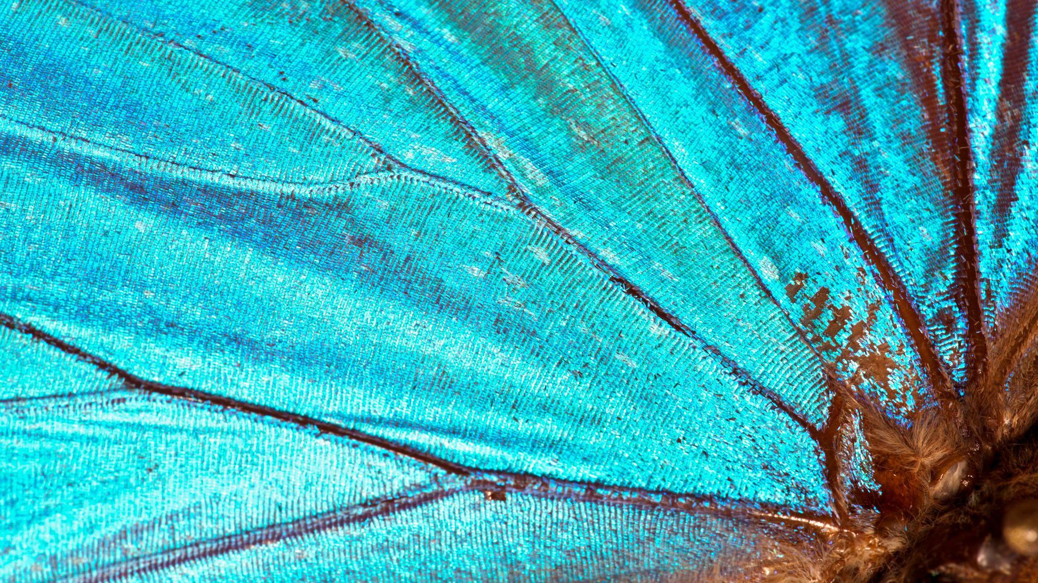 Close up de ala de mariposa