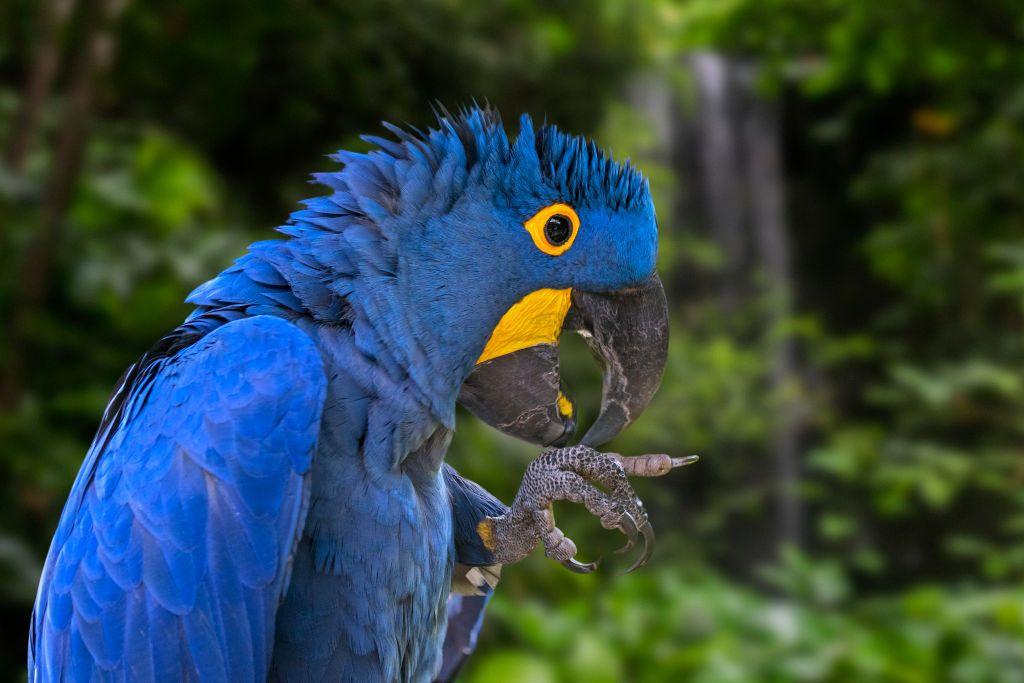guacamayo jacinto o guacamayo azul (Anodorhynchus hyacinthinus)