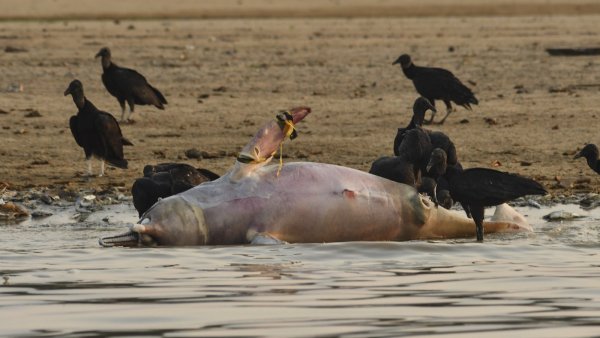 Más de 100 delfines muertos en río de Amazonía