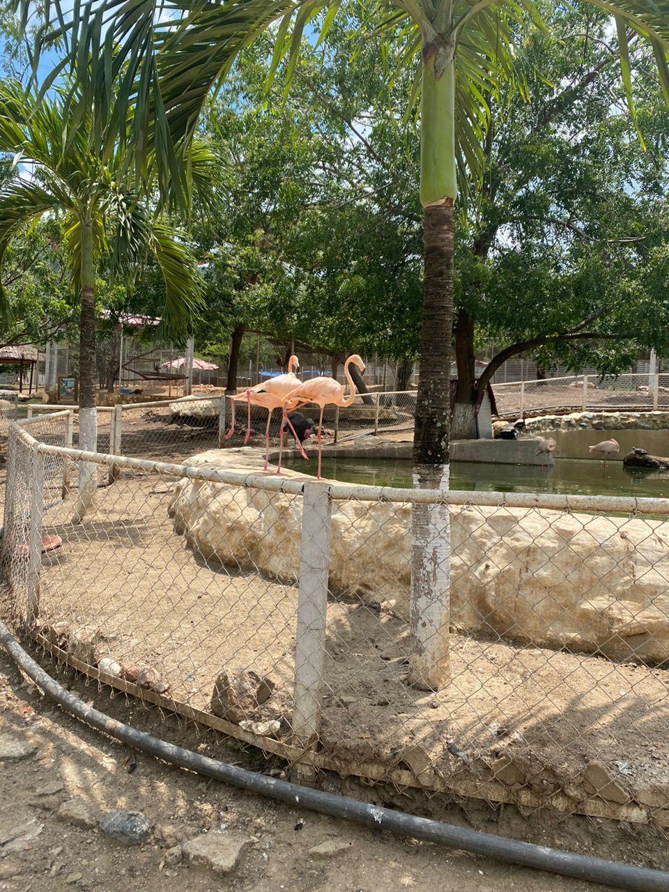 Flamingos en el zoológico de Tocorón 