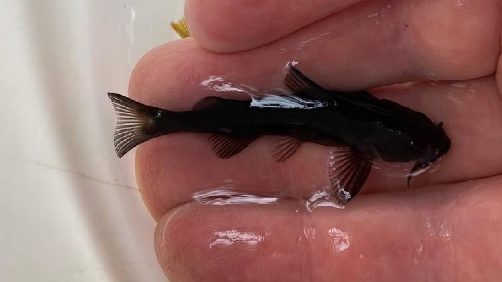 Científico chileno descubre una nueva especie de pez primitivo