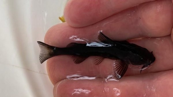 Científico chileno descubre una nueva especie de pez primitivo