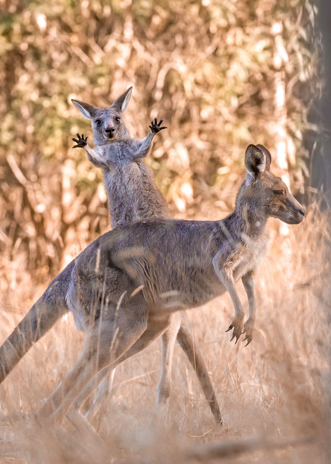 Canguro 