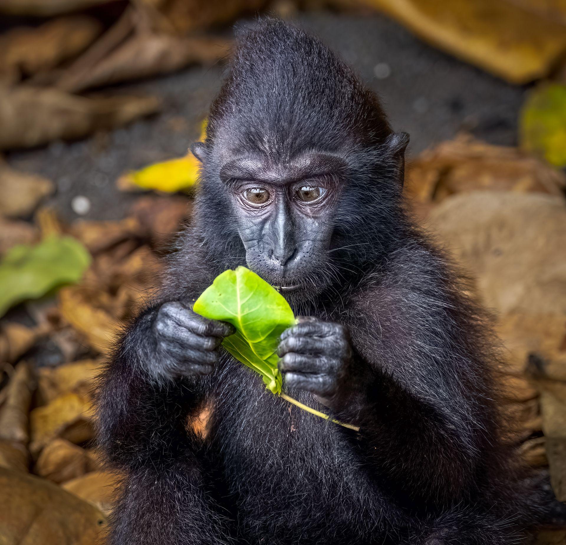 Macaco sudanés