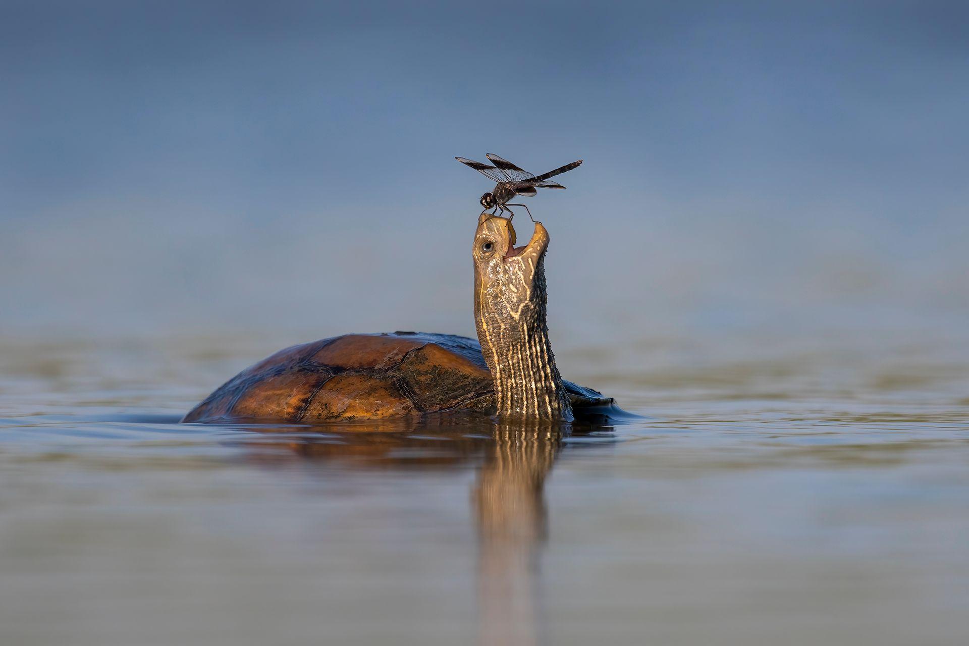 Tortuga y libélula