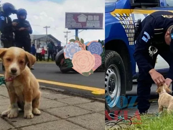 Calcetitas tras el fatal accidente que costó la vida de su dueña