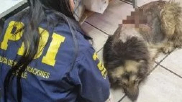 Maltrato animal en La Granja