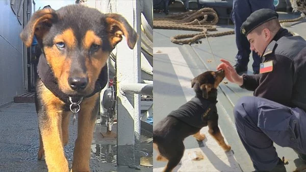 Ašáka: el perrito que navega por canales australes junto a la Armada