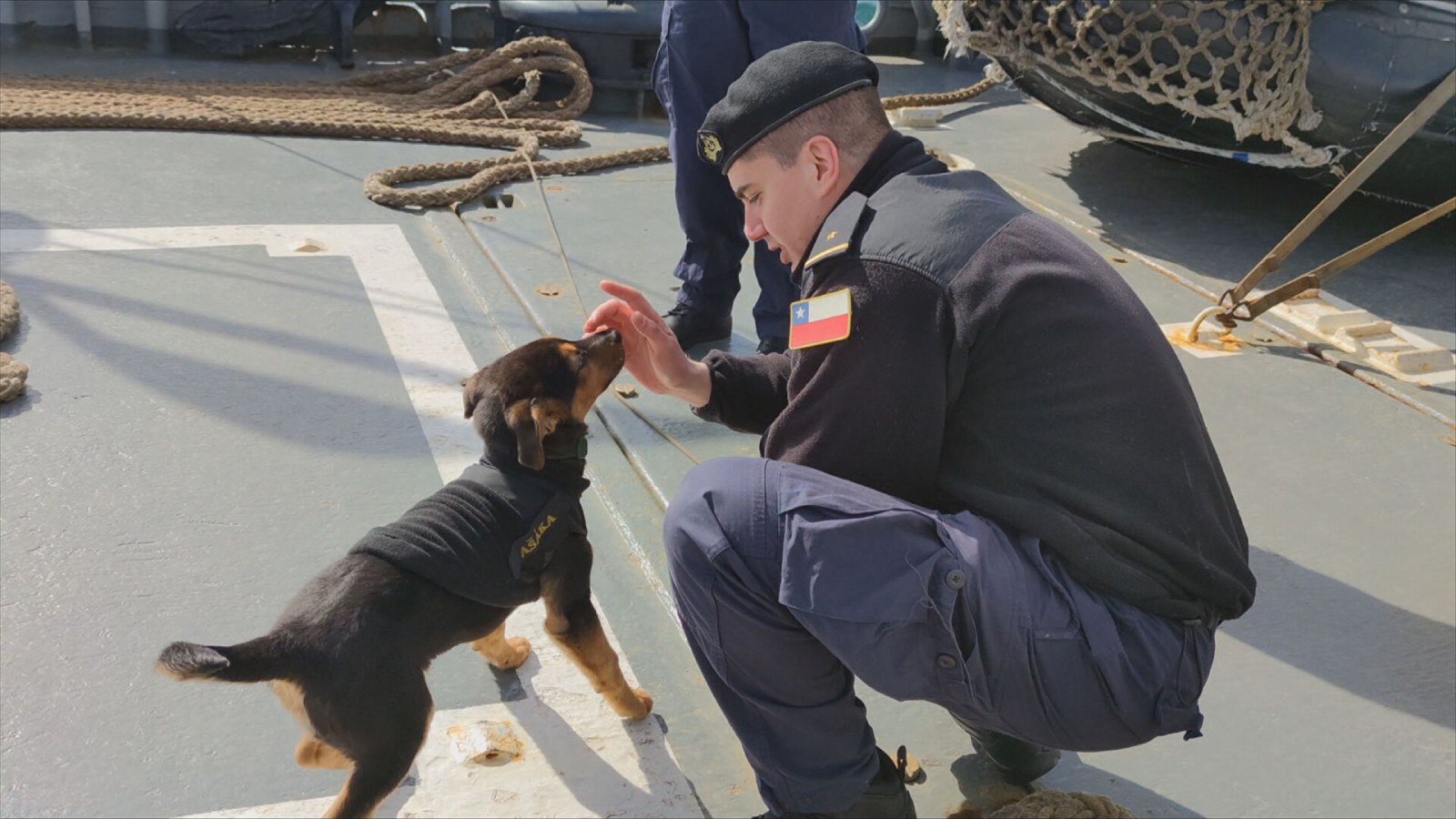 Ašáka: el perrito que navega por canales australes junto a la Armada