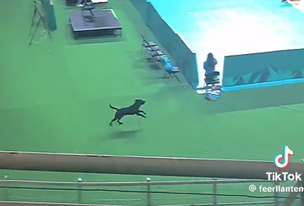 Perro en Movistar Arena de Panamericanos.