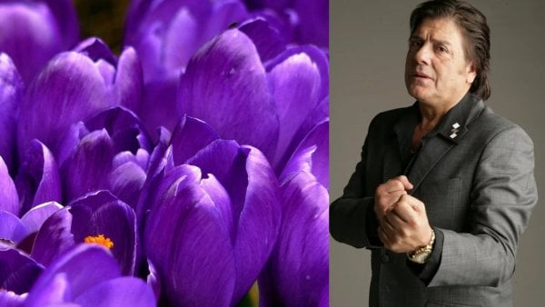 Zalo Reyes y violetas. Ramito de violetas