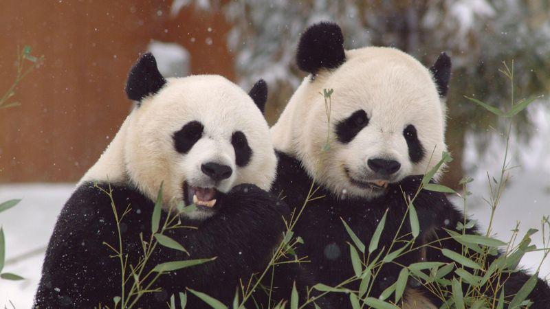 Mei Xiang y Tian Tian