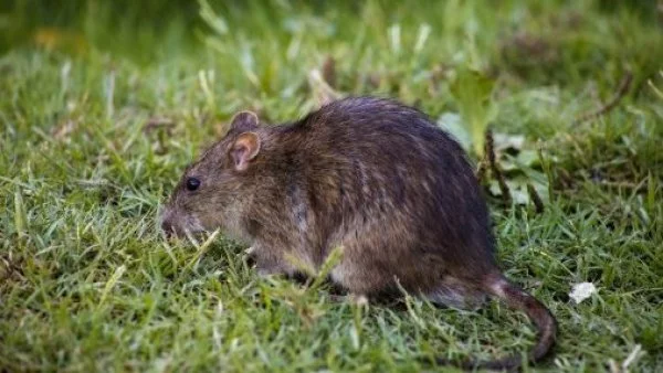 ¿Qué significa soñar con ratones?: una explicación