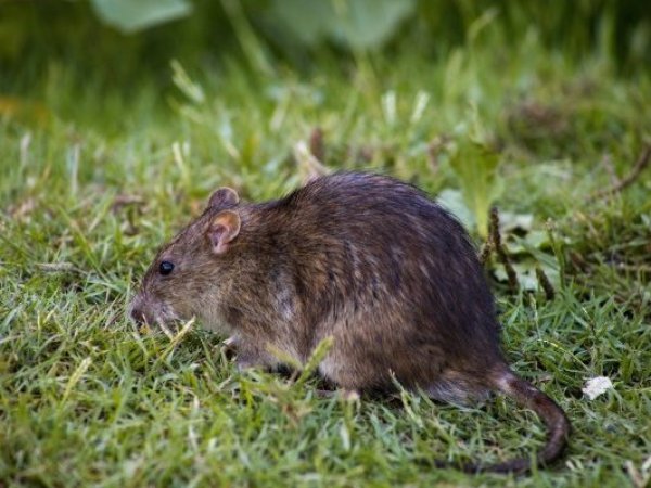 ¿Qué significa soñar con ratones?: una explicación