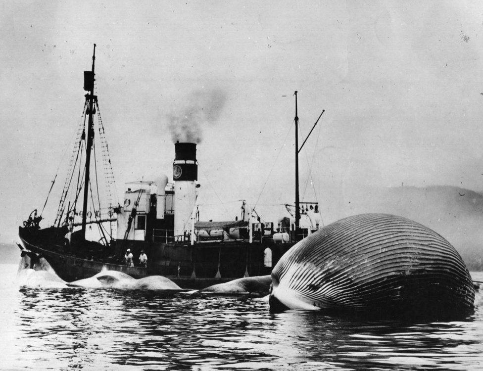 Una ballena azul remolcada por un barco ballenero.