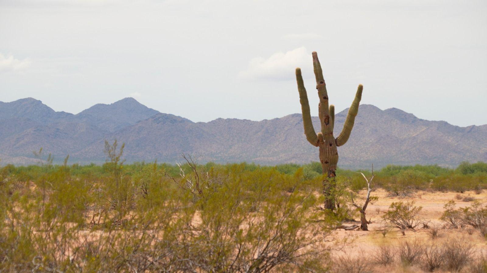 Saguaro