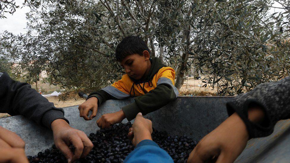 Un palestino y sus hijos clasifican aceitunas recién cosechadas en una granja durante un alto el fuego en Khan Younis, en el sur de la Franja de Gaza.