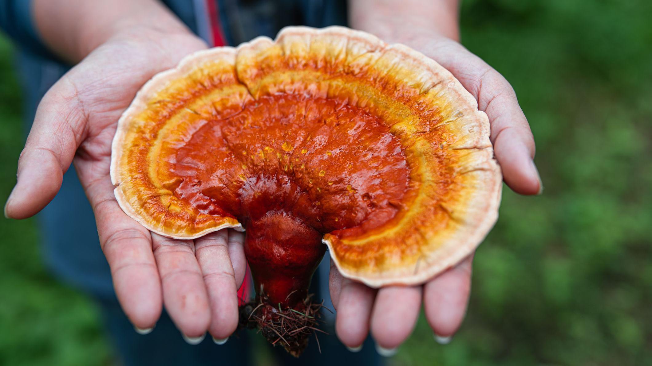 hongo reishi