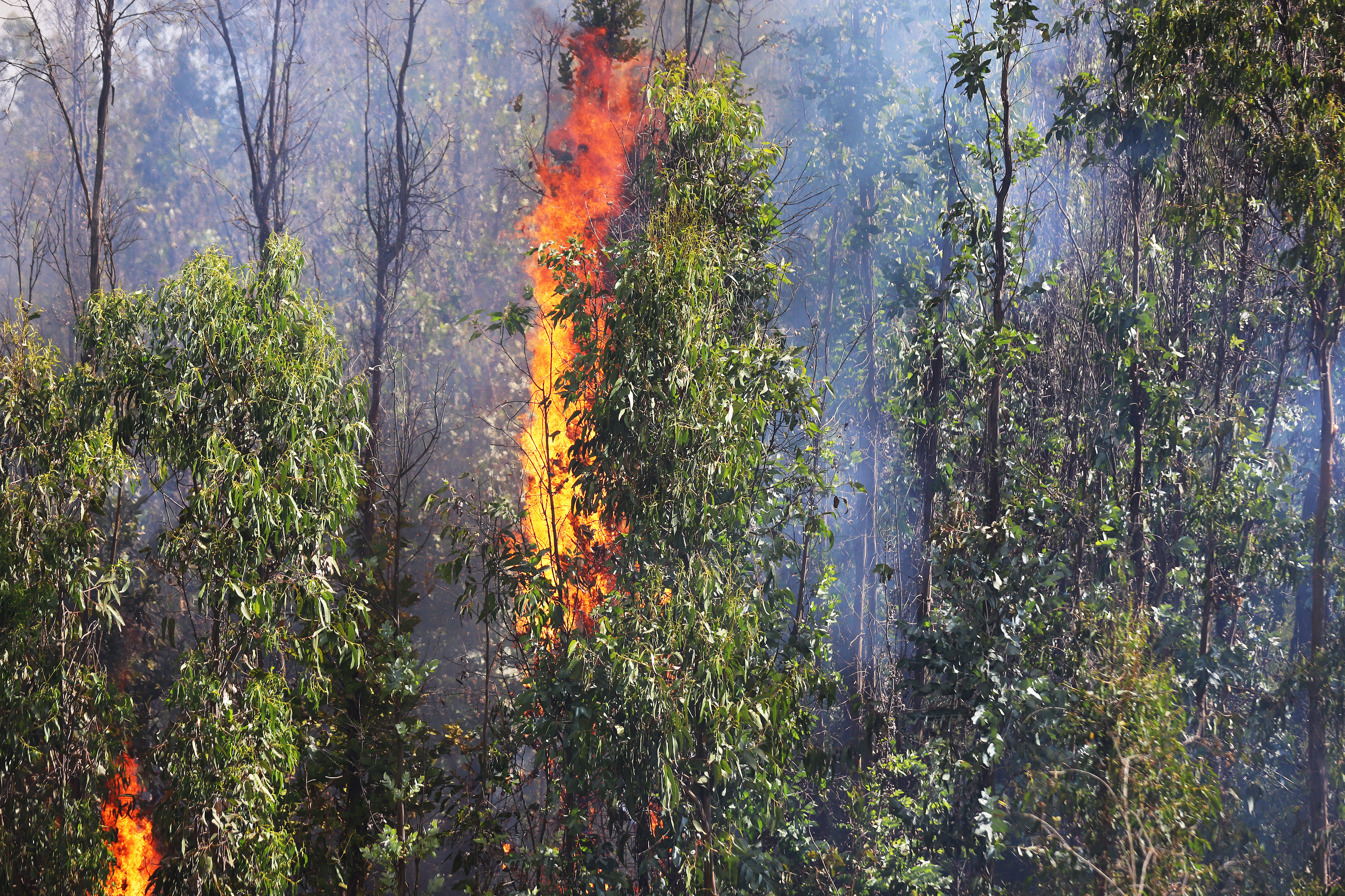 Factor 30-30-30. Incendios forestales.