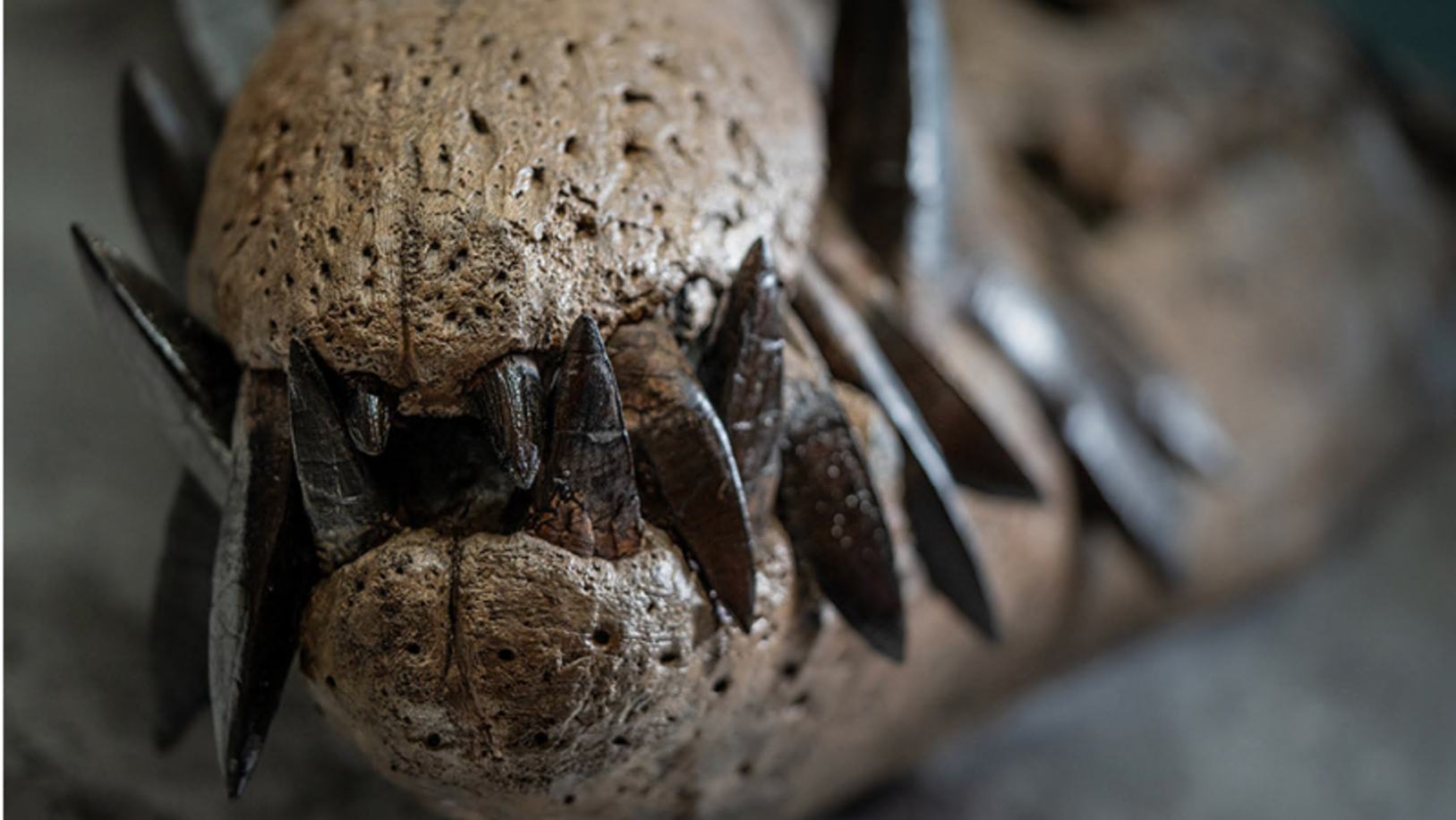 Close up of the jaw and the teeth