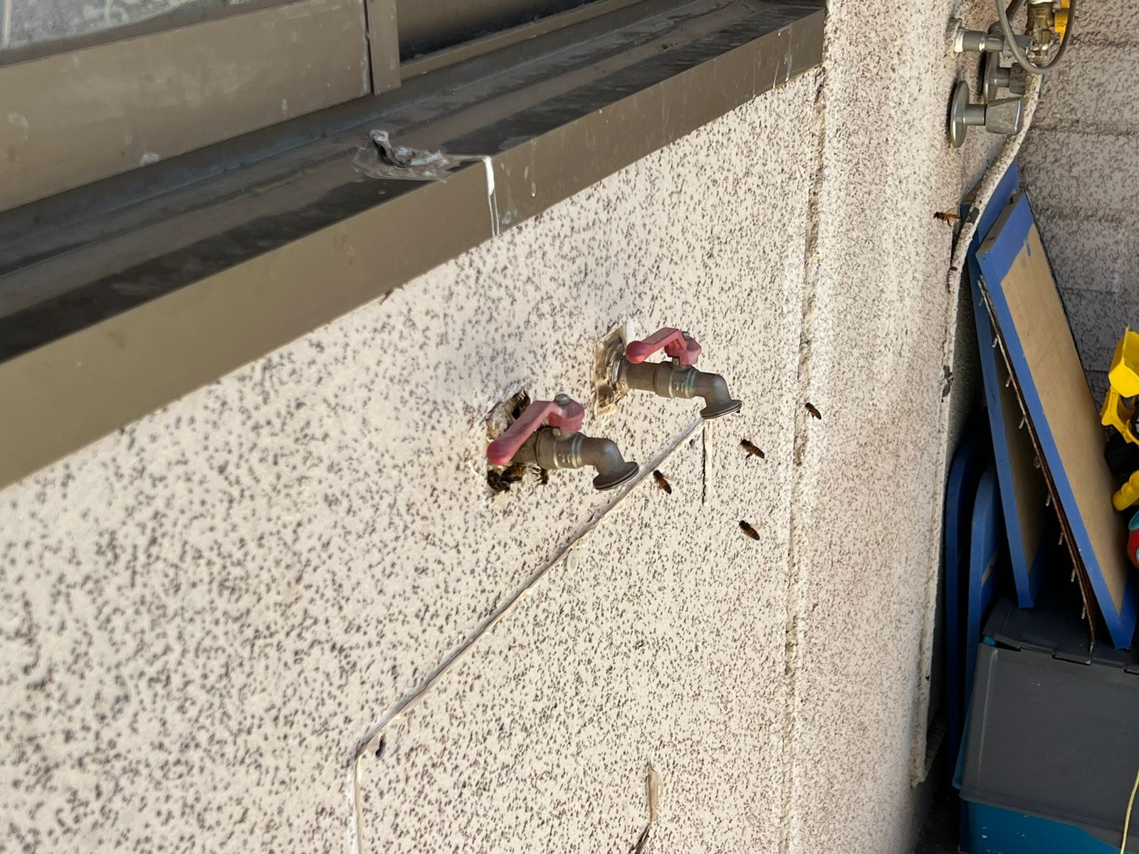 ABEJAS INVADEN CADA EN TALCA