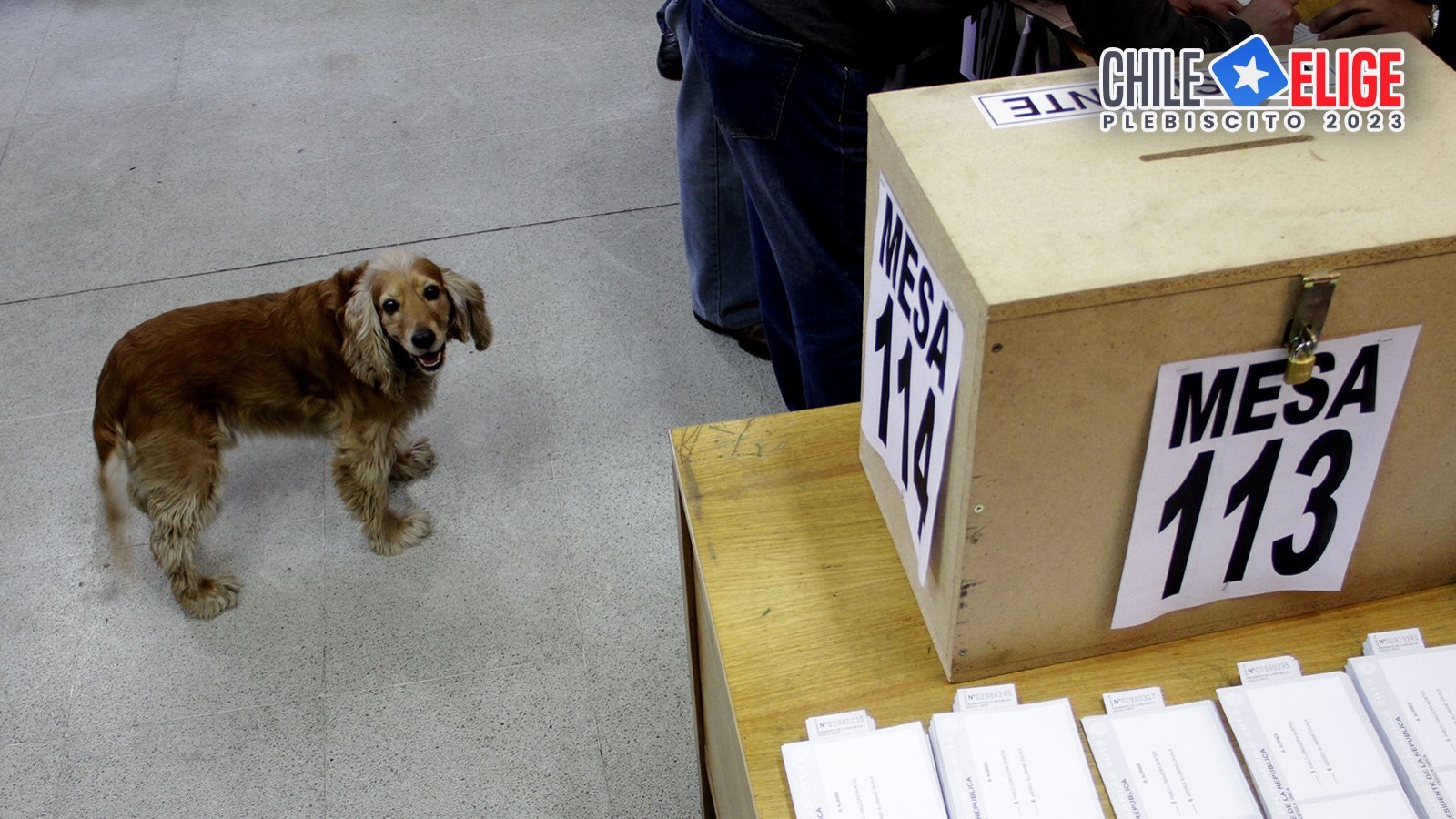 Servel: ¿puedo ir a votar con mi mascota al Plebiscito 2023?