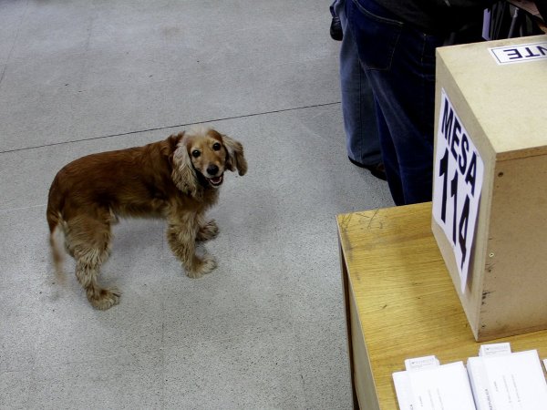 Servel: ¿puedo ir a votar con mi mascota al Plebiscito 2023?